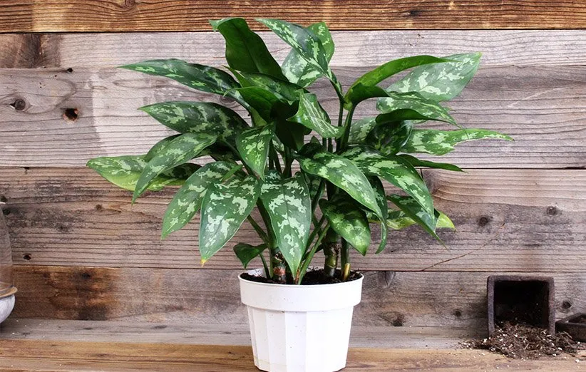 آگلونما مناسب آپارتمان