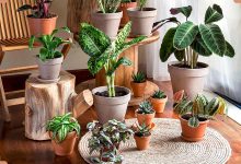 گل و گیاه مناسب آپارتمان