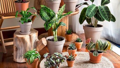 گل و گیاه مناسب آپارتمان