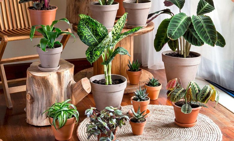 گل و گیاه مناسب آپارتمان