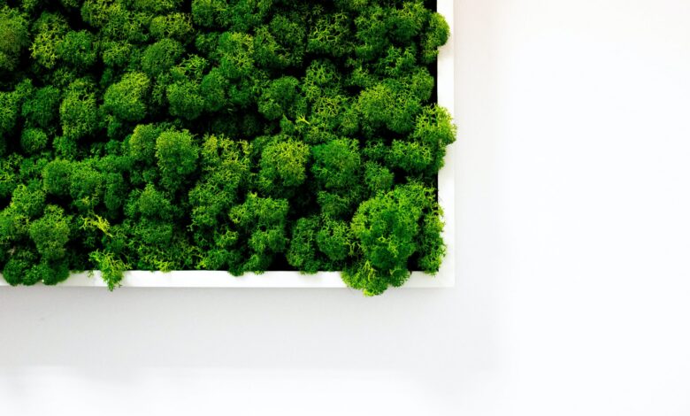 نمونه دیوار خزه‌ای