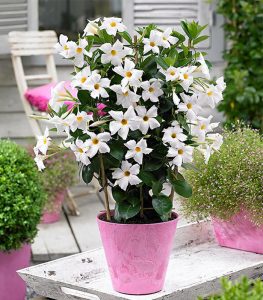 یاسمن مناسب نور زیاد