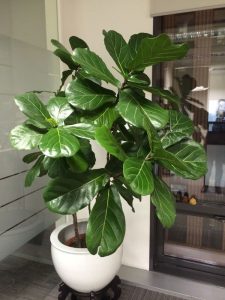 فیکوس لیراتا