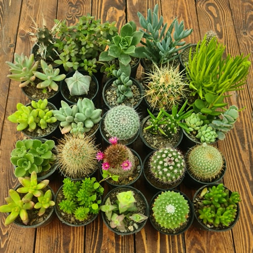 کاکتوس و ساکولنت ها